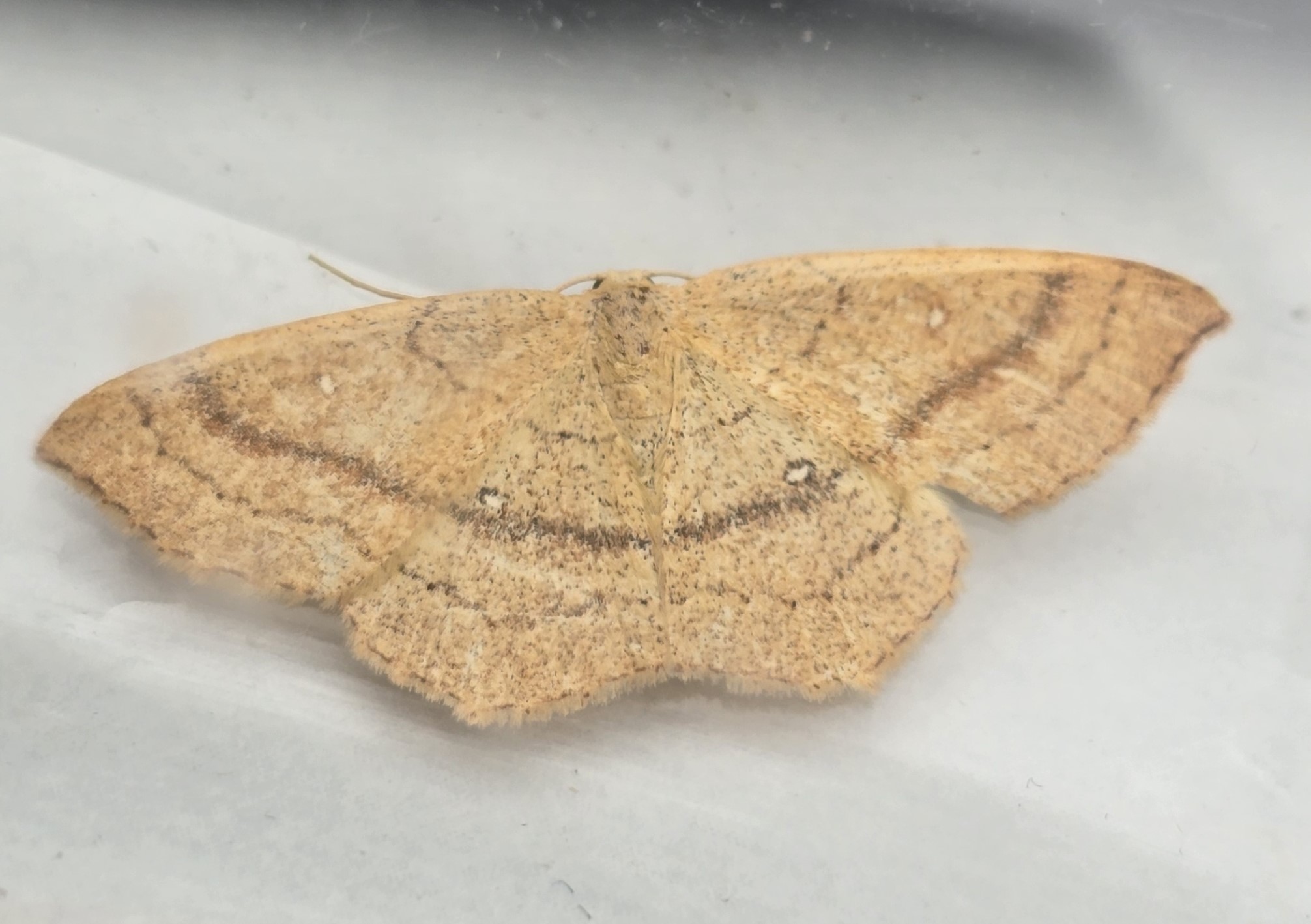 Photo of Clay Triple-Lines (Cyclophora linearia)